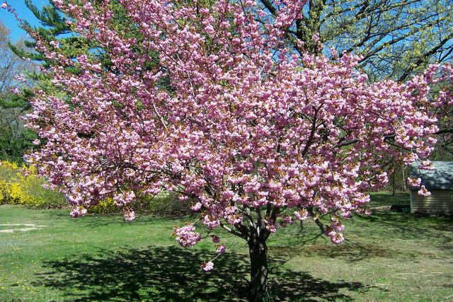 Fastest growing ornamental trees in the garden