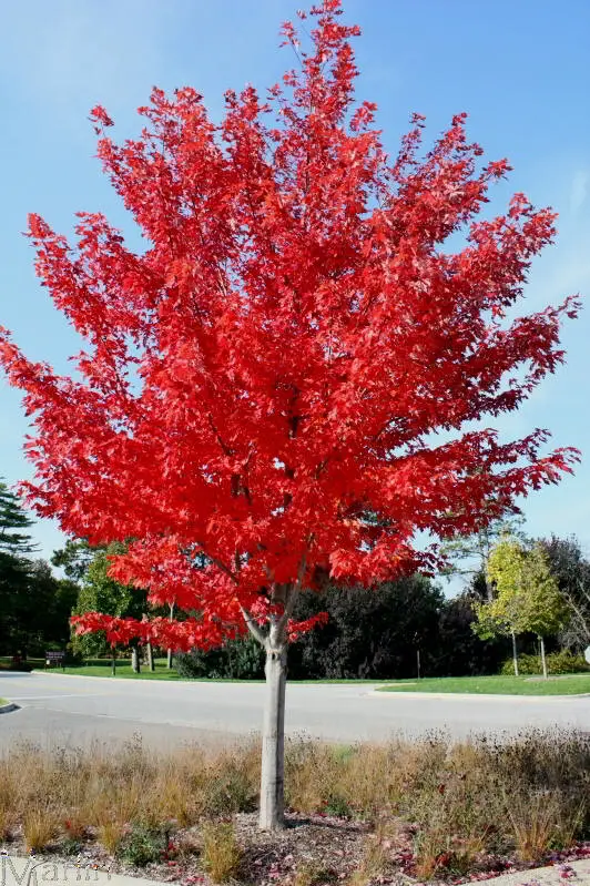 Fastest growing ornamental trees in the garden