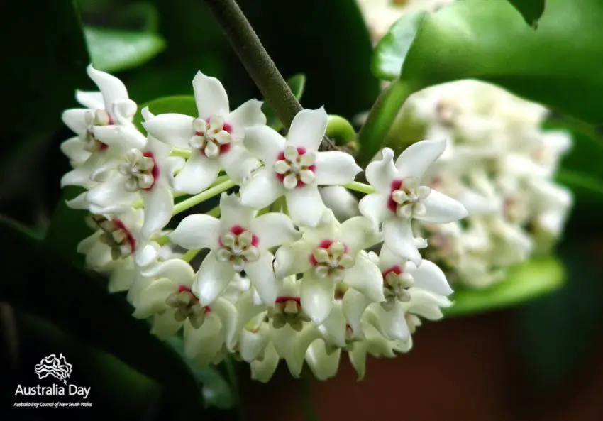 Climbing plants that produce fragrant flowers in the garden
