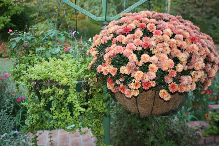 Hanging basket plants ideas at home