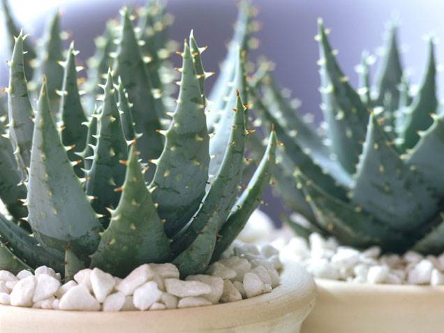Indoor plants that require little care at home