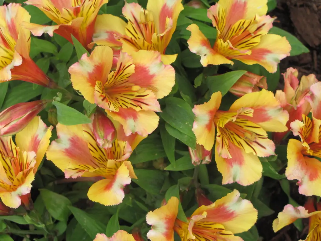 Flowers to plant in the fall to be frost resistant