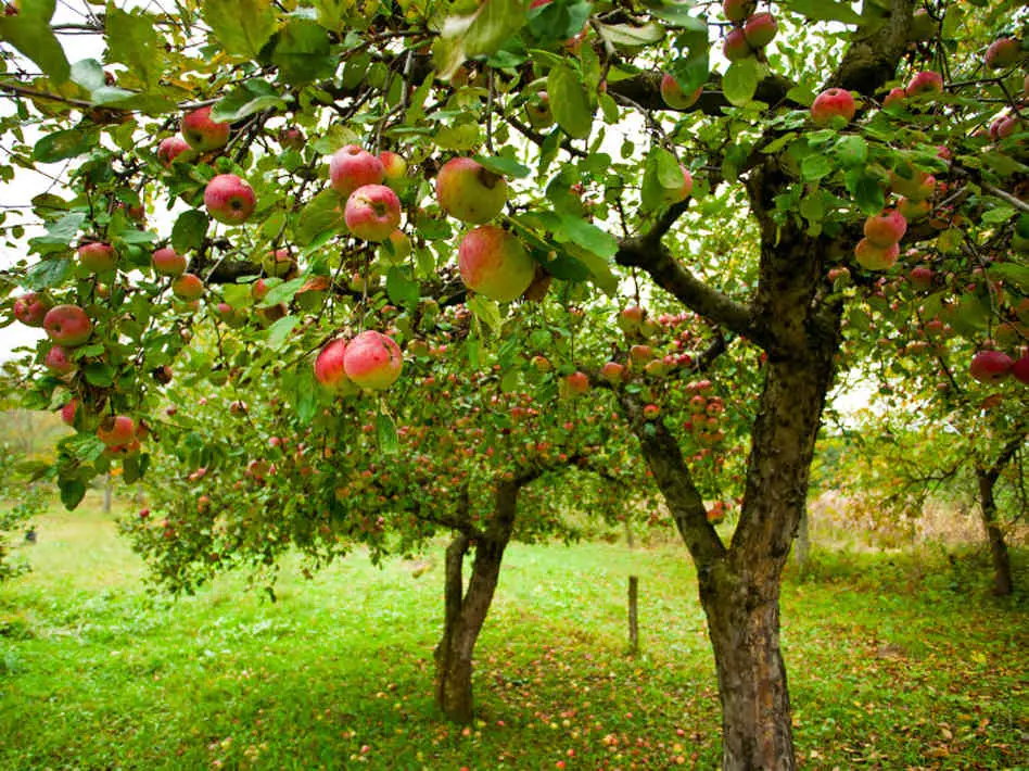 Plantarea pomilor fructiferi toamna tarziu