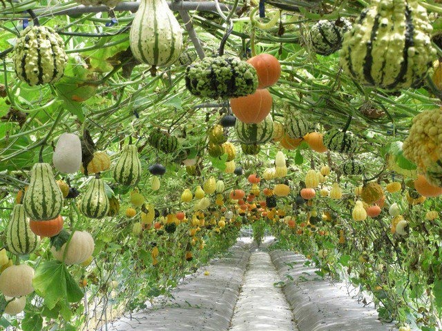 cele mai interesante legume decorative Decorative vegetable garden ideas 12