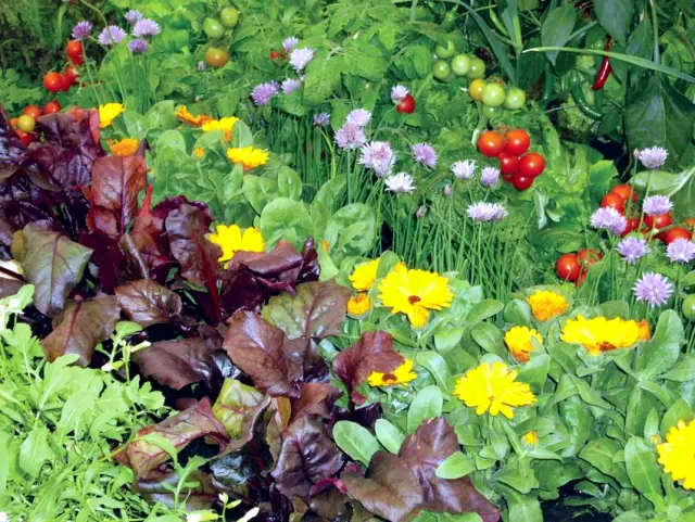 Decorative vegetable garden ideas for all