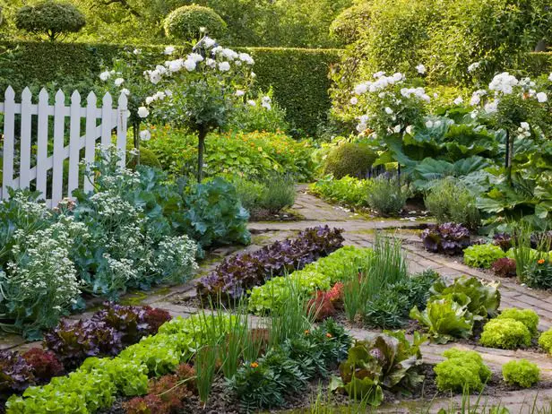 cele mai interesante legume decorative Decorative vegetable garden ideas 5