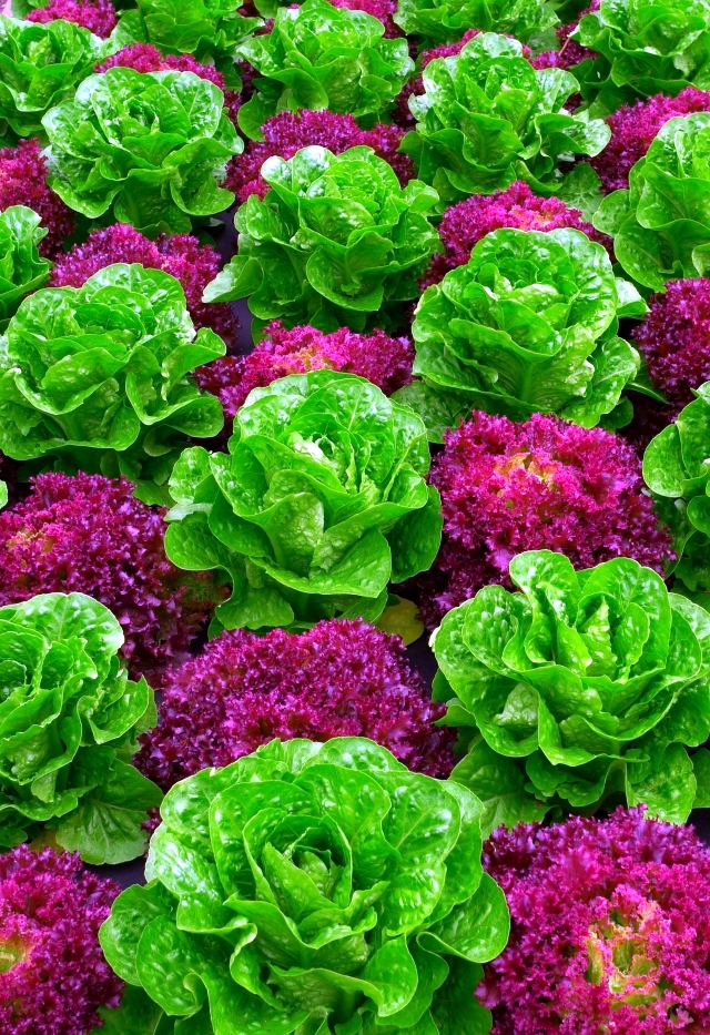 cele mai interesante legume decorative Decorative vegetable garden ideas 9