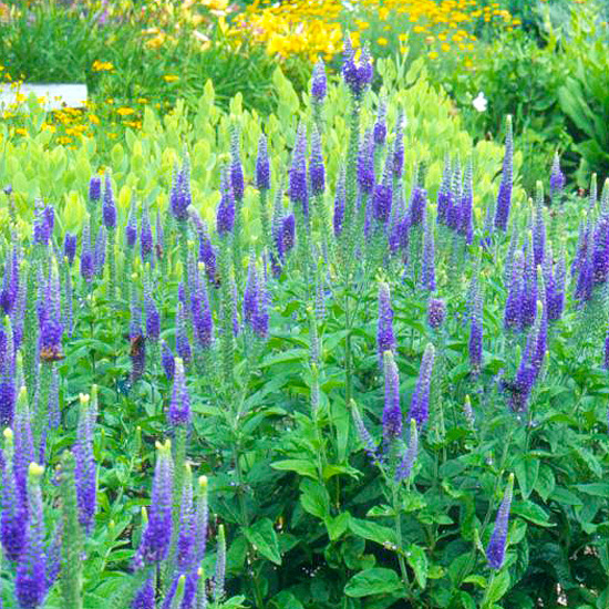 Perennial flowers for borders in the garden