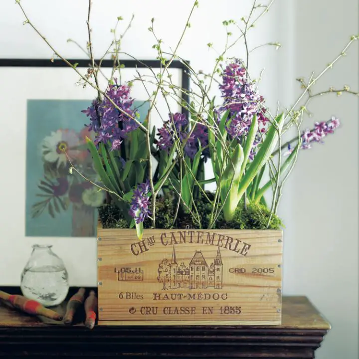 Plant decorating ideas at home