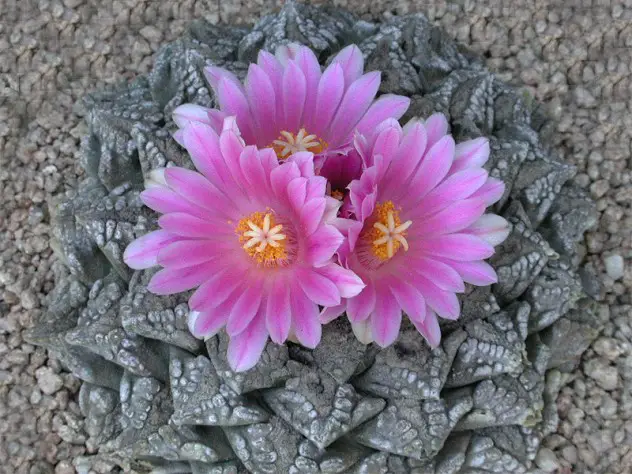 The most beautiful cactus flowers in the world