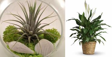 leak Arthur Conan Doyle Squeak 5 plante care absorb umiditatea din camera