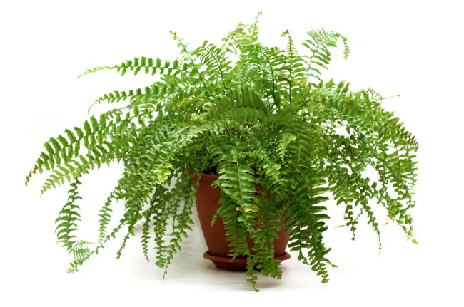 Indoor plants that absorb humidity and toxins
