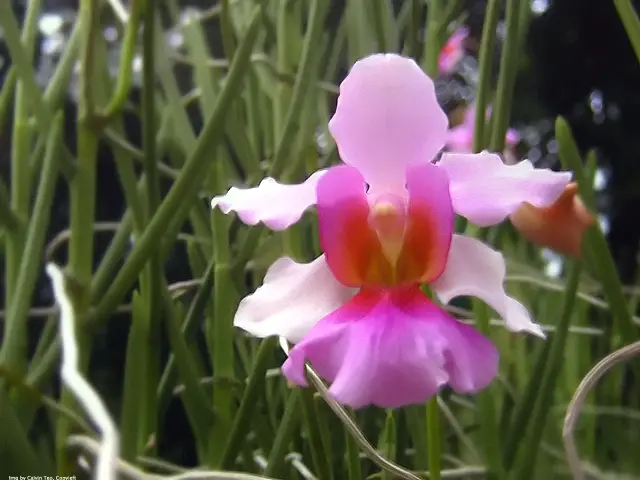 orhideea vanda vanda orchid care 1