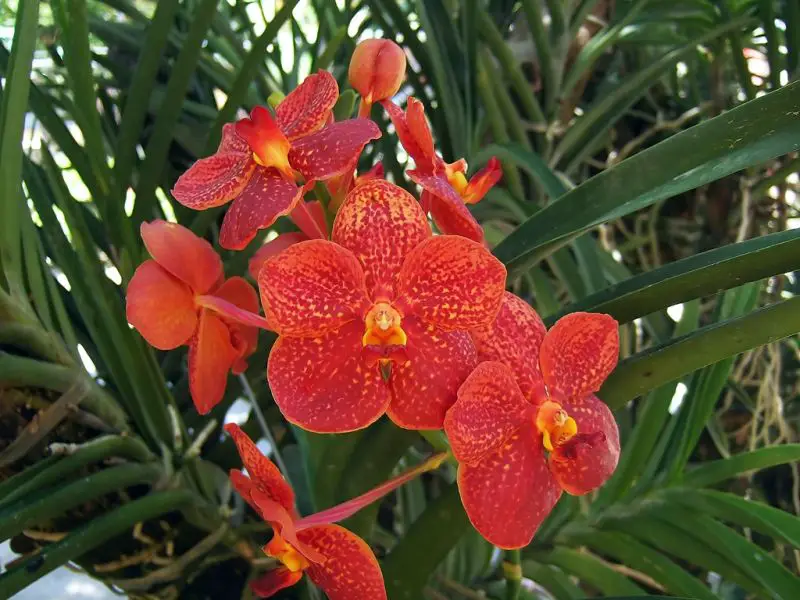 orhideea vanda vanda orchid care 10