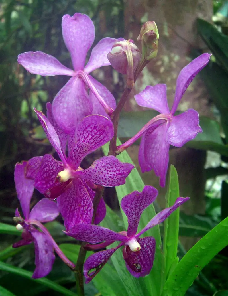 orhideea vanda vanda orchid care 8
