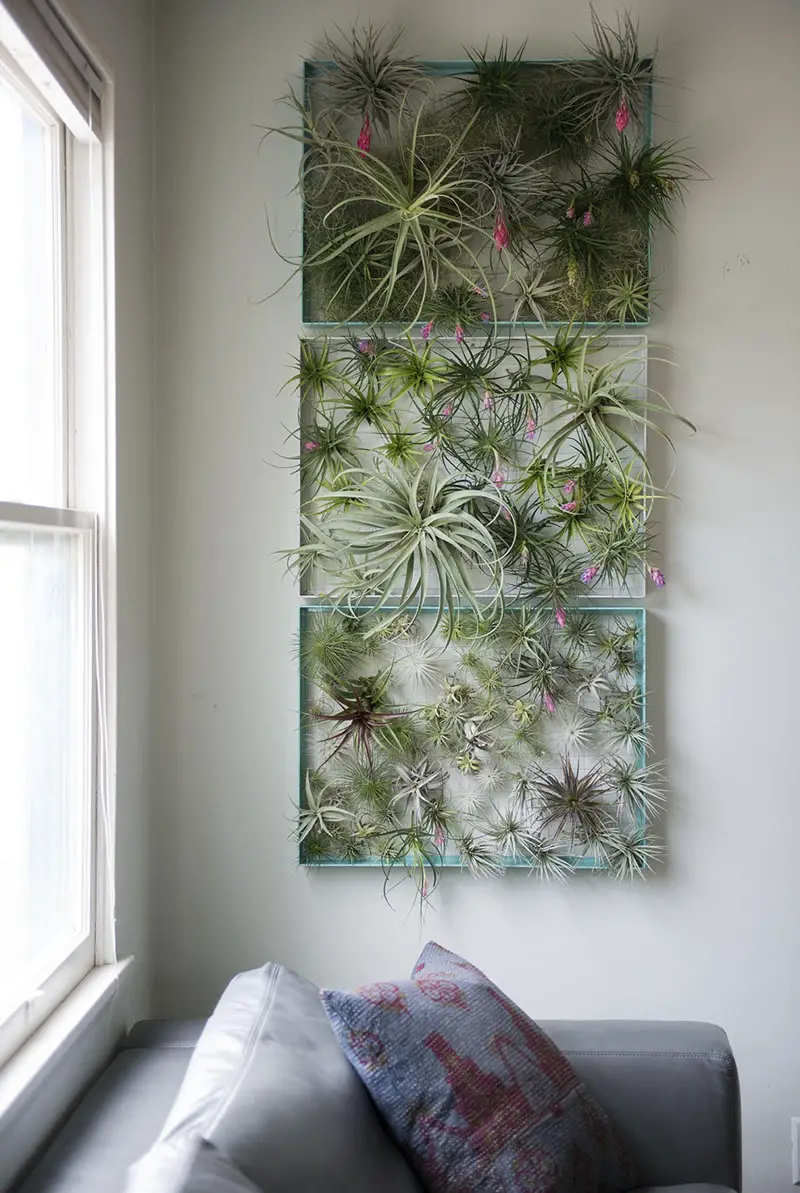 decoruri elegante cu plante care cresc fara pamant Elegant ways to display air plants in your home 14