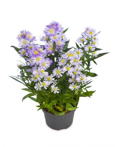 potted-aster-400x514