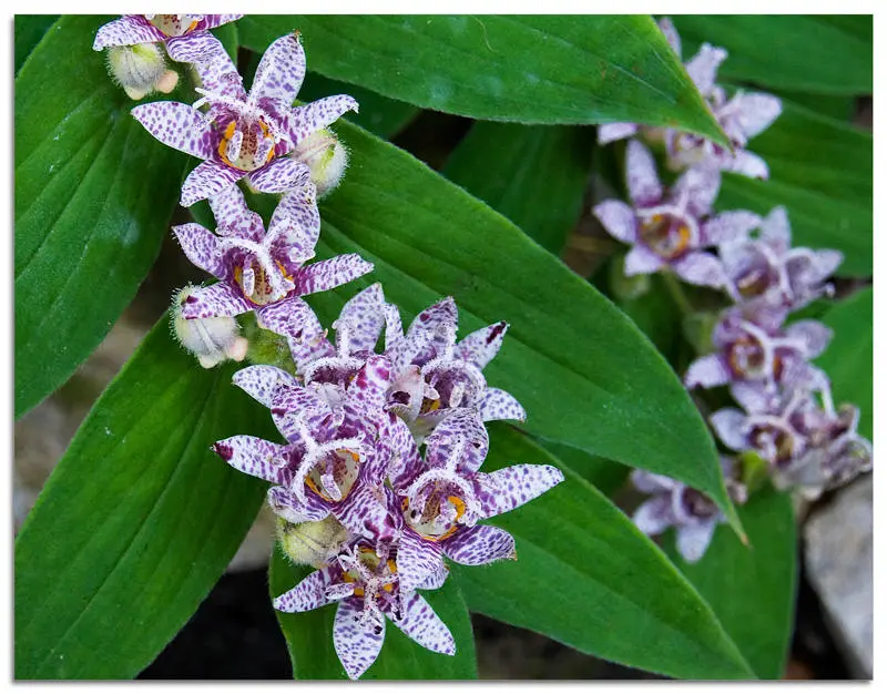 toad-lily