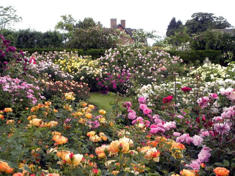 English rose gardens