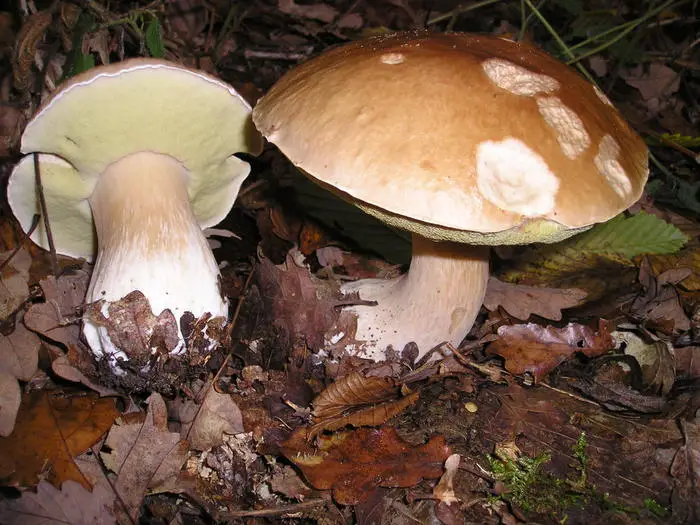 wild mushrooms business ideas