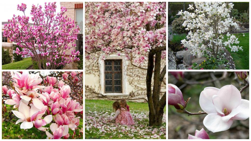 cum se planteaza magnolia