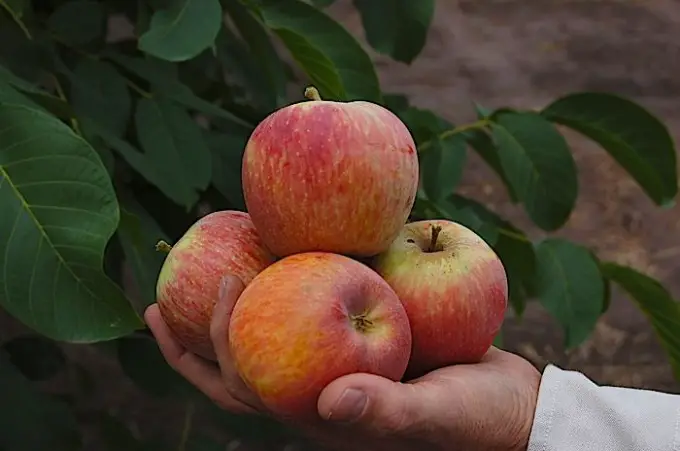 Romanian apple tree varieties