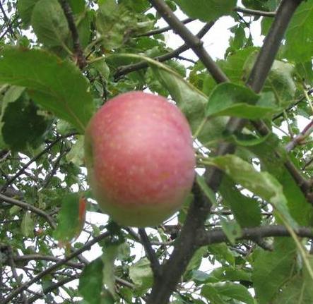 Romanian apple tree varieties