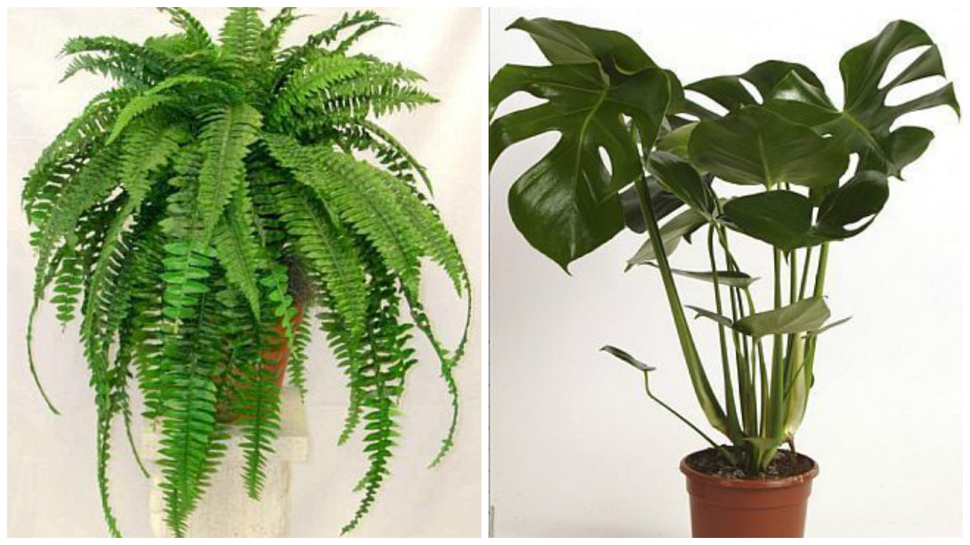 the healthiest houseplants to own