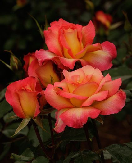 rose cultivars for the garden