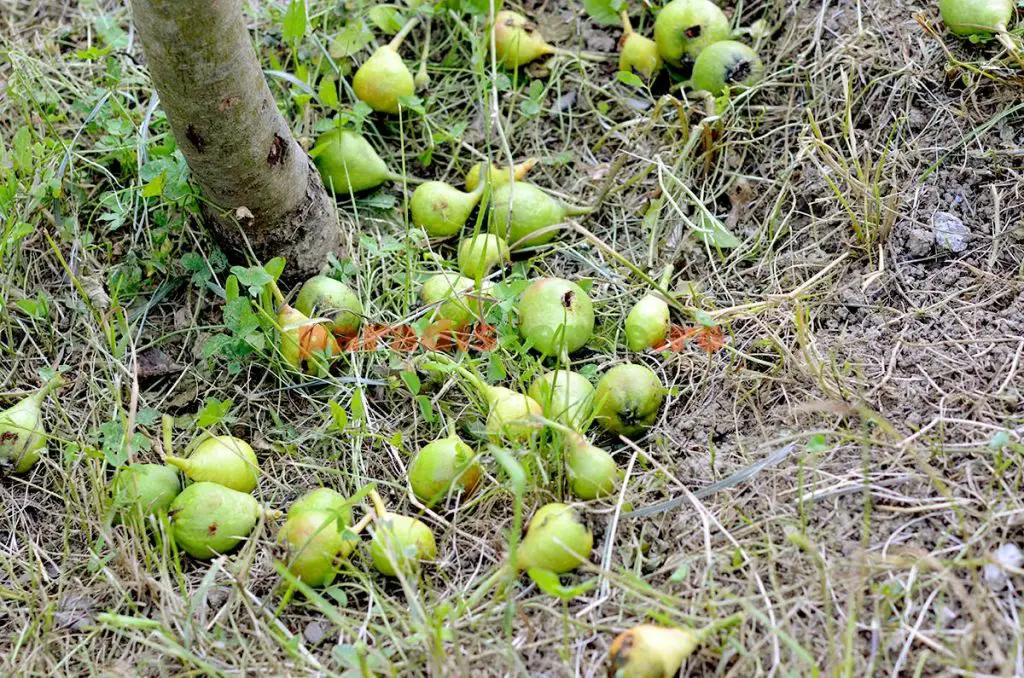 De ce cad fructe din pomii fructiferi in luna iunie