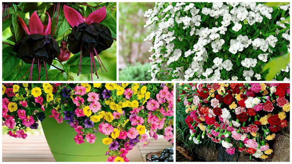 Flori Curgatoare In Ghiveci Pentru Balcoane Si Terase Spectaculoase
