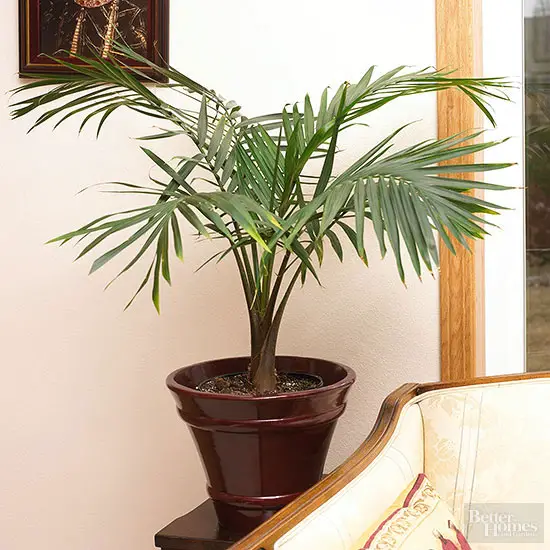 houseplants that thrive in low light