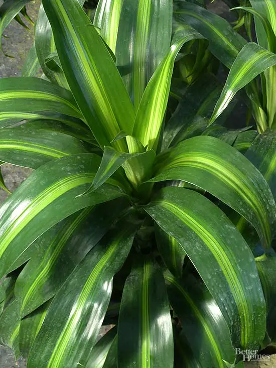 houseplants that thrive in low light