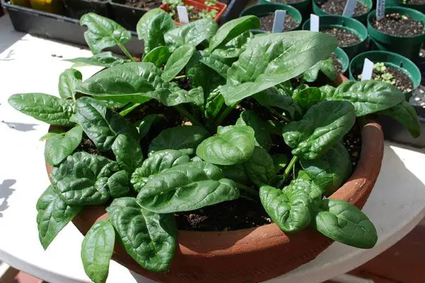 salads you can grow in pots