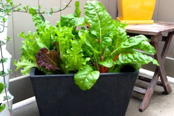 salads you can grow in pots