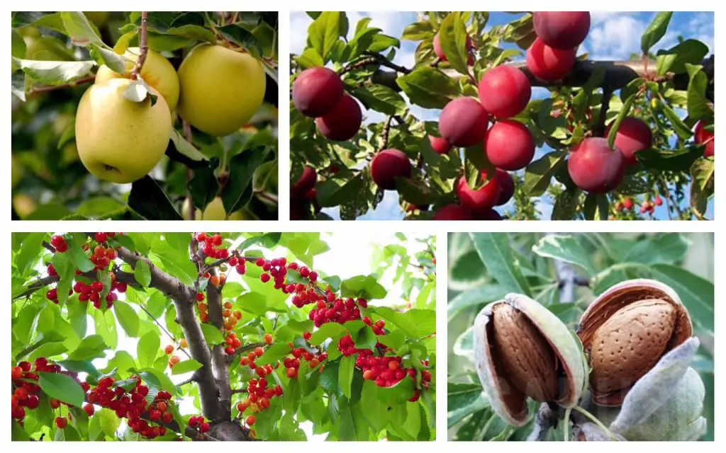 cei mai rezistenti pomi fructiferi