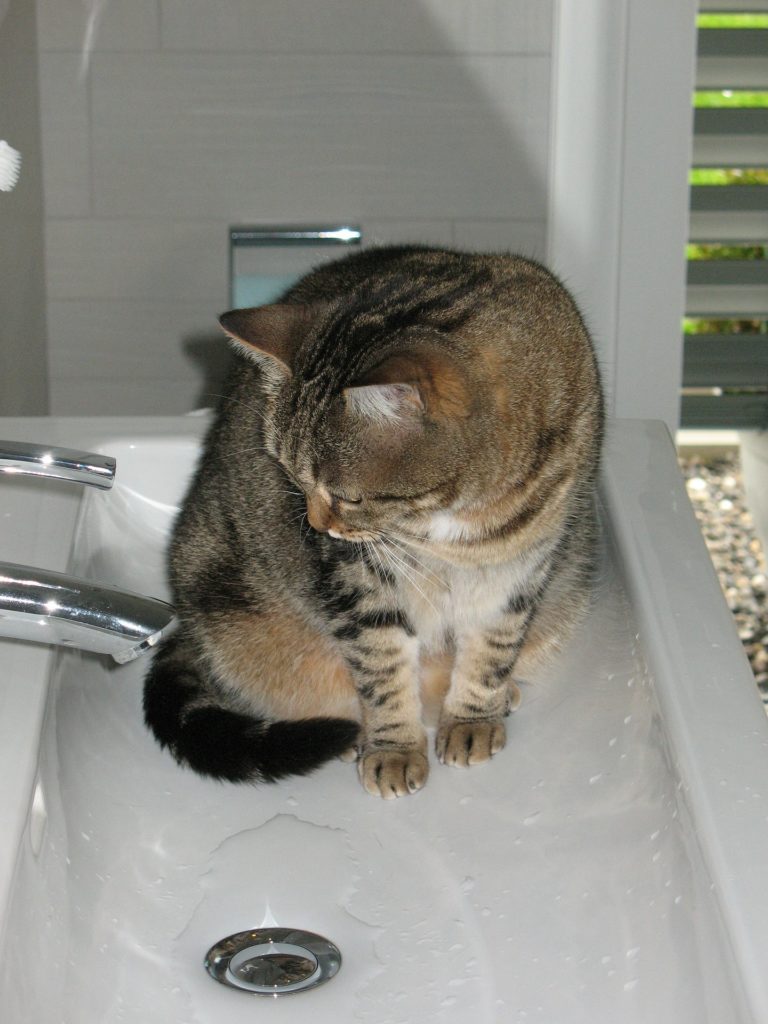 cum speli pisica
