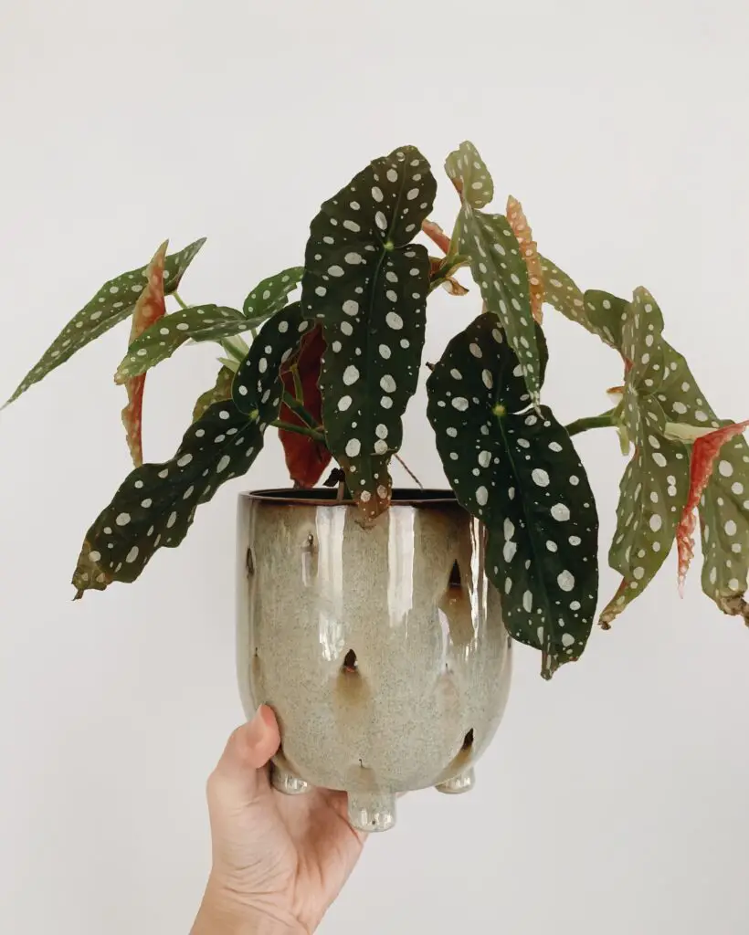 Cum se îngrijește o Begonia planta în ghiveci