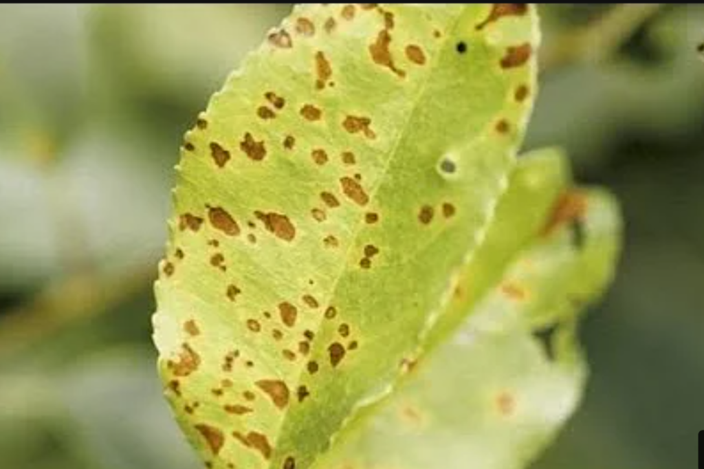 boli frecvente ale cireșului pete pe frunza de cireș