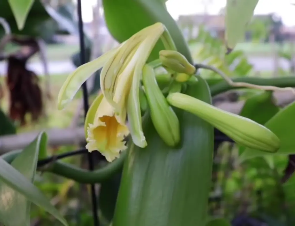 Curiozități despre Orhidee Orhidee Vanilie