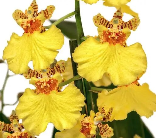 plante cu flori galbene orhidee fluture