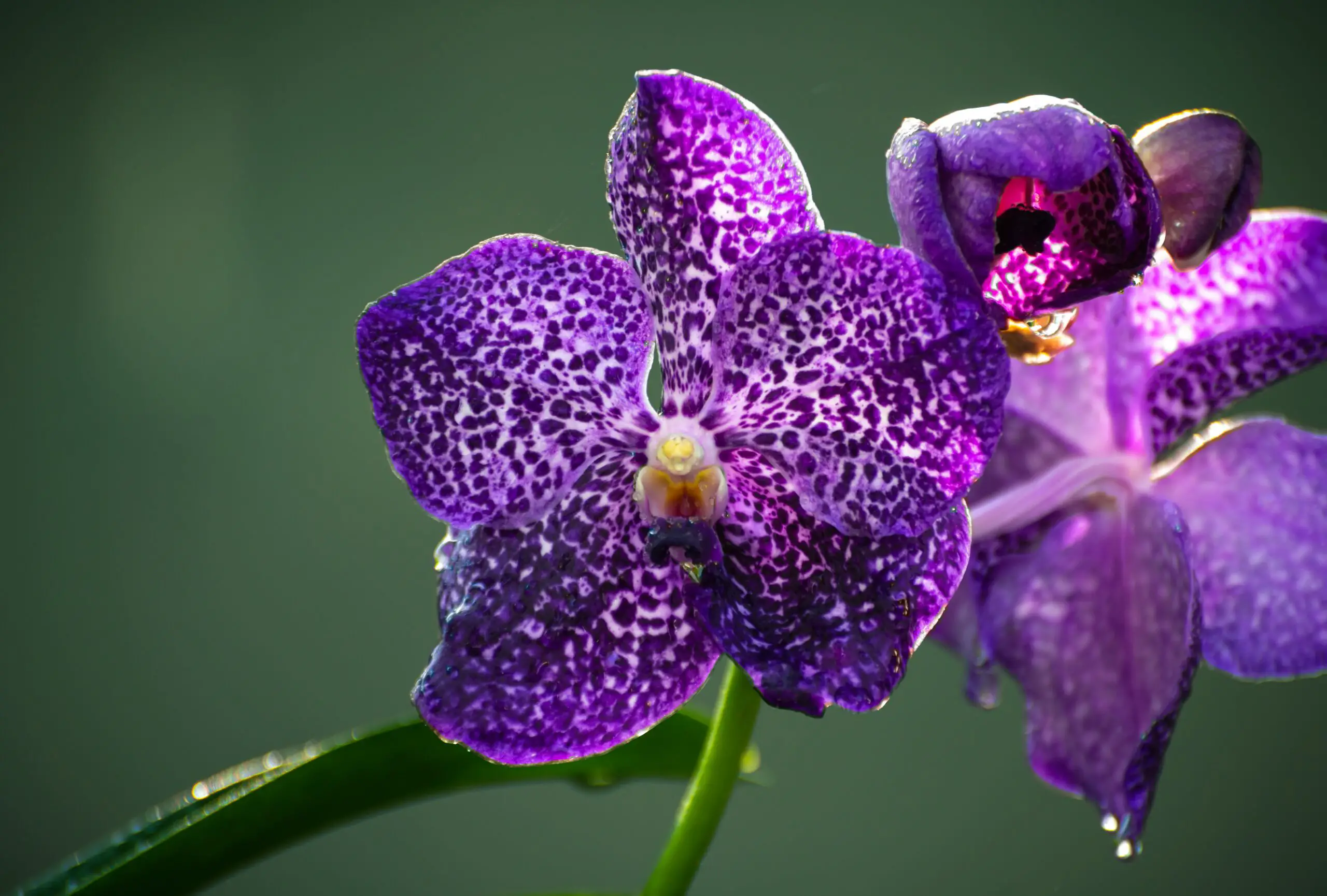 Curiozități despre orhidee Orhidee Vanda