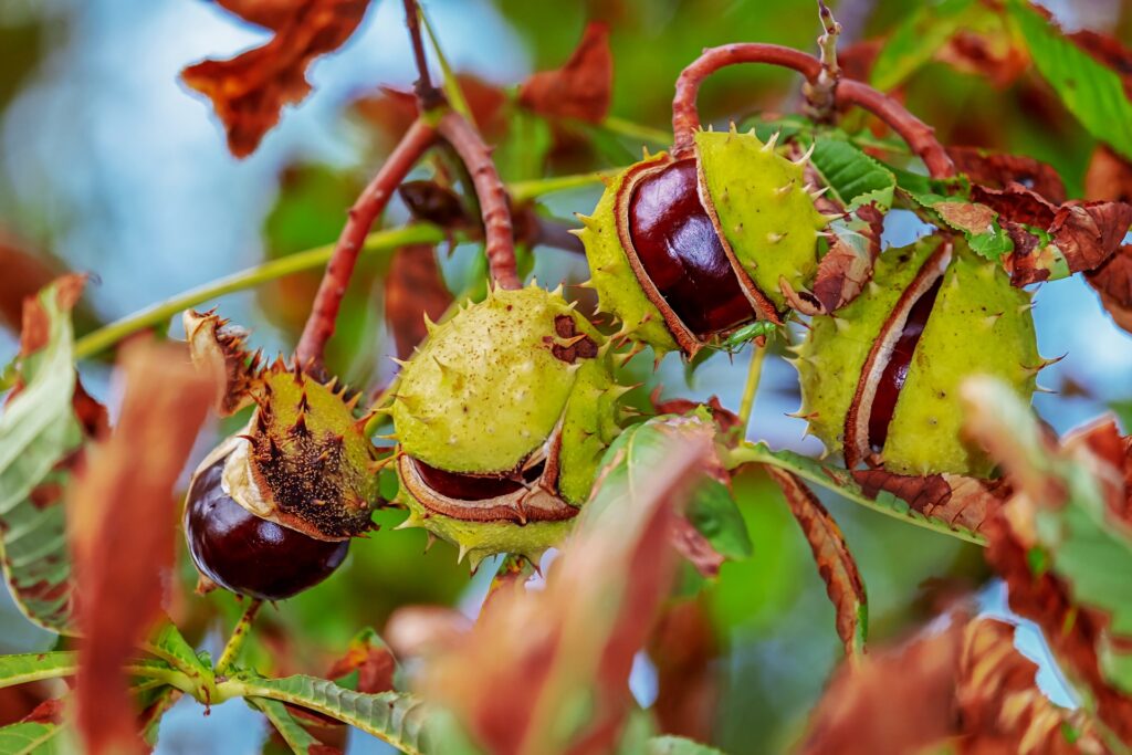cultivarea castanului comestibil csatane in pom