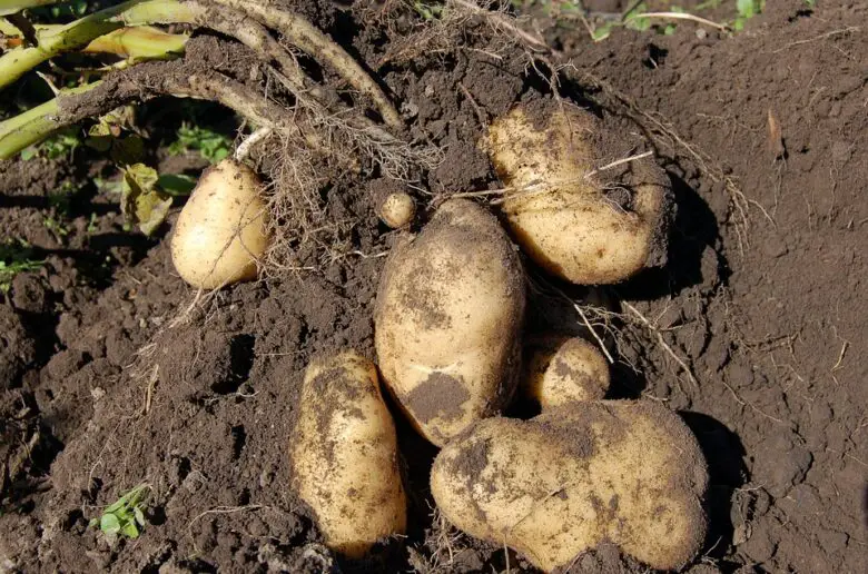 cu ce se stropesc cartofii cartofi în pământ