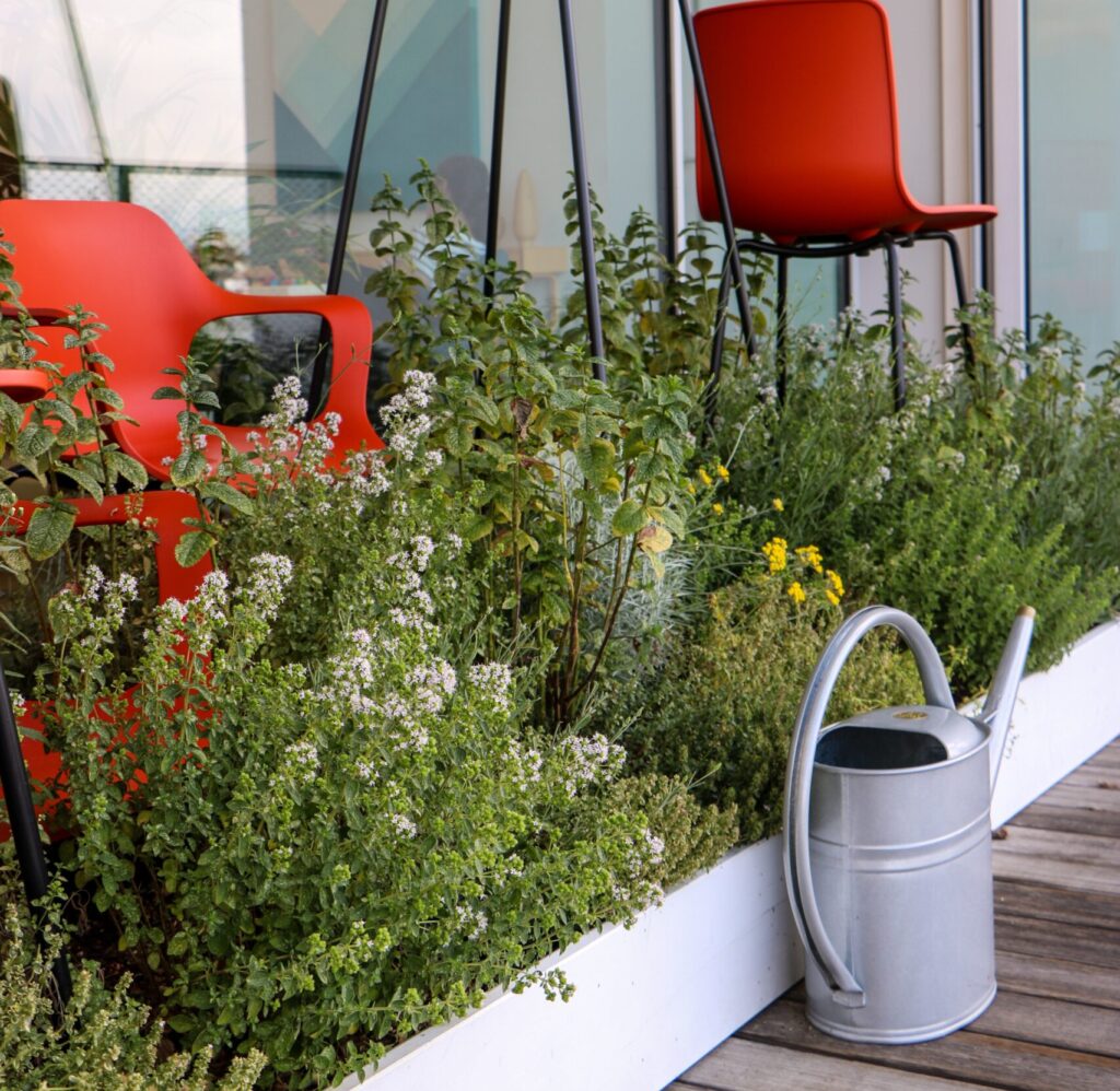cum amenajezi o grădină pe balcon plante în ghivece