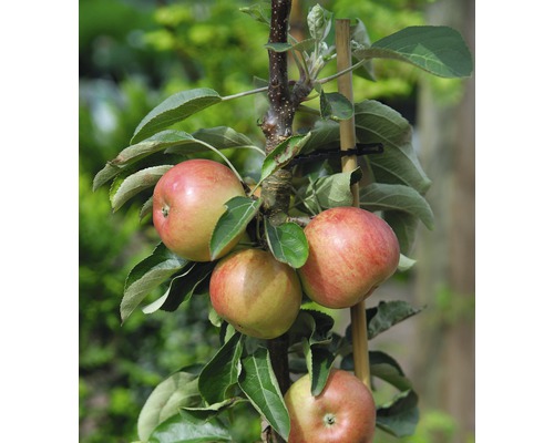 pomi pitici pentru grădină măr pitic