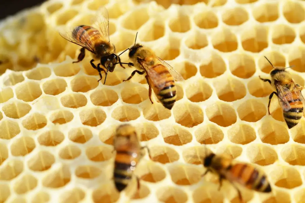 construirea unui stup de albine albine pe fagure