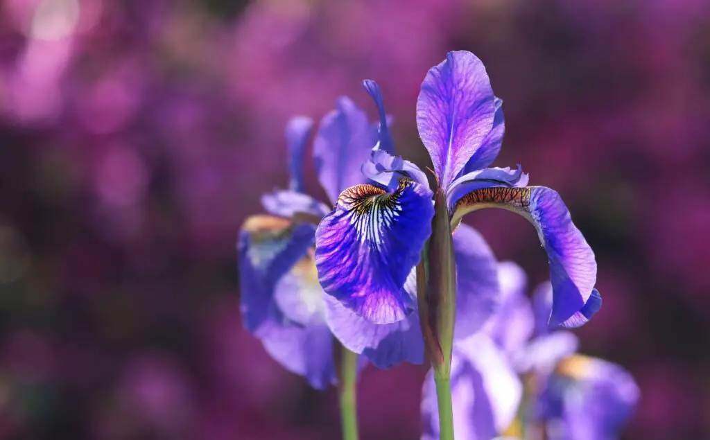 plante perene pe care să le plantezi în mai Iris