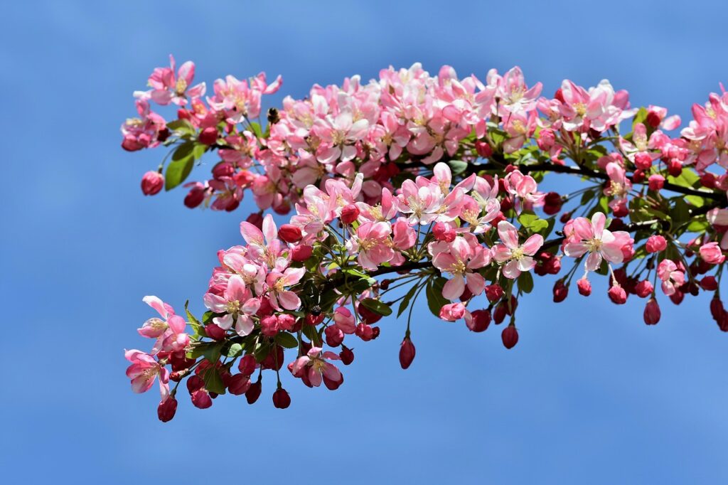 pomi ornamentali cu înălțimi mari flori