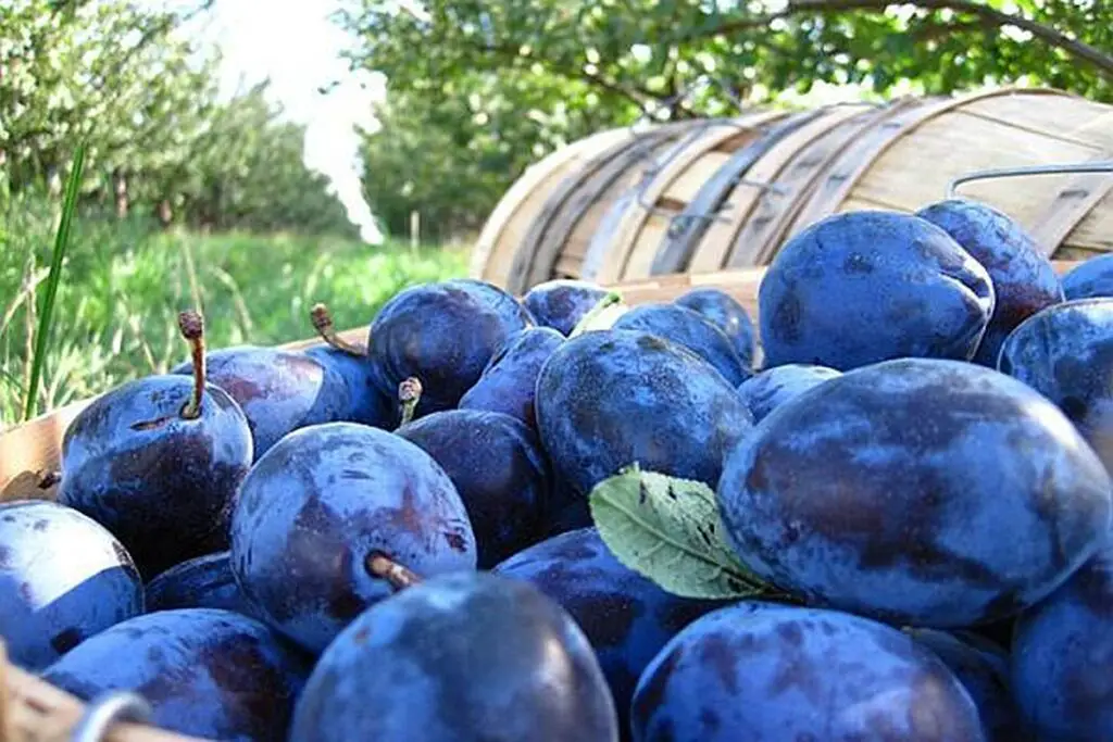 tuica de prune